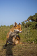 Red fox in open landscape taken with a wide-angle lens