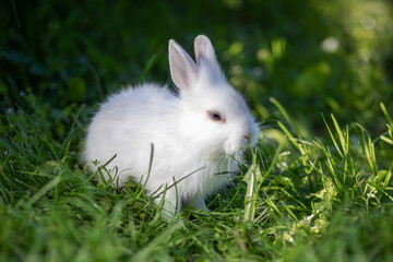 Sweet fluffy little white rabbit sitting on green grass, cute bunny.