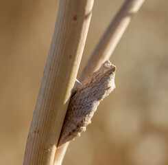 Crisálida de mariposa