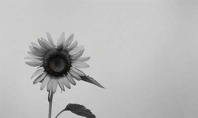 Sunflower on gray background black and white - Powered by Adobe