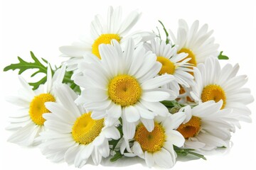 Obraz premium Fresh bouquet of white daisies isolated on a white background