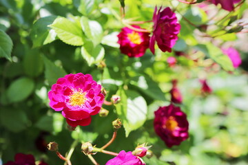 薔薇庭園に咲くマゼンダ色の半八重の薔薇