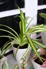 Obraz premium Chlorophytum plant in the pot, selective focus.