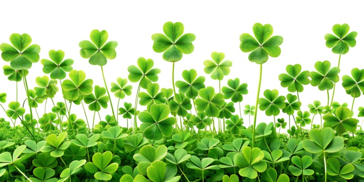  A clover field for St. Patrick's Day isolated on white background, PNG . AI GENERATED