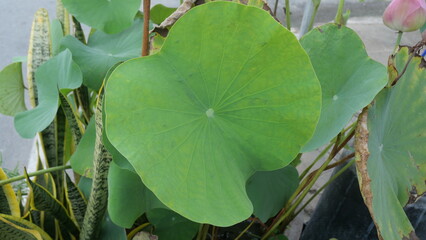 green leaf blade of lotus flower