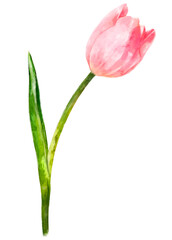 Pink tulip png, watercolor flower, transparent background