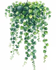 Craft a beautiful, watercolor painting of a String of Pearls plant, emphasizing its cascading tendrils and lush green foliage set against a pure white backdrop