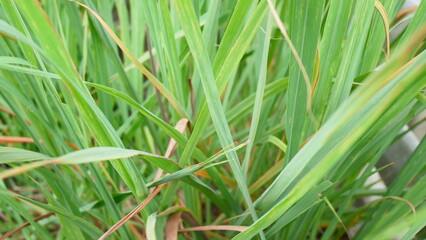 Close-up photo of lemongrass leaves