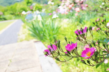 薔薇庭園のピンクの一重の薔薇