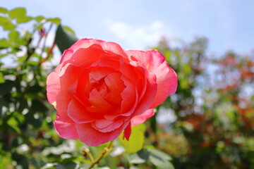 Obraz premium 薔薇庭園に咲く赤桃色の薔薇