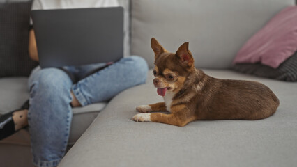 A young woman works on a laptop at home in the living room while her chihuahua dog relaxes beside her on the couch, showcasing a cozy indoor setting.