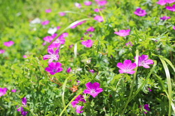 Obraz premium 薔薇庭園に咲くピンクのゲラニウム