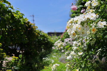 薔薇庭園に咲く一重の白い薔薇