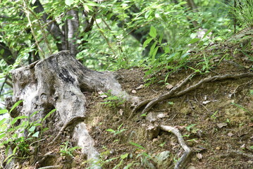 公園の大きな切り株
