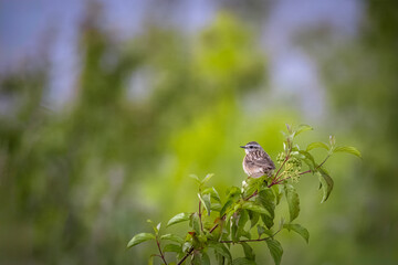 A female whinchat sits atop the bush with a green background with copyspace.