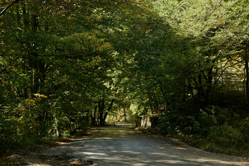 Obraz premium Scenic forest road with fire hydrant surrounded by lush foliage in a peaceful natural setting