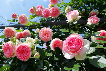 薔薇園の桃色の薔薇