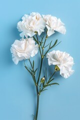 A bouquet of three white carnations sits on a calm blue background, perfect for decoration or photography