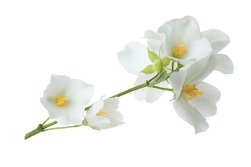 Branch of jasmine flowers isolated on white