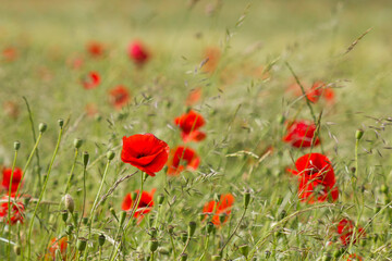 wild poppy flowers - soft focus
