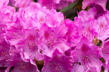 Blooming pink rhododendron flowers in a garden