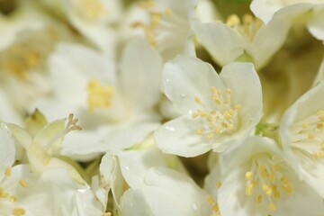 Beautiful jasmine flowers as background, closeup view