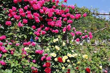 薔薇園の濃ピンクのバラの生垣