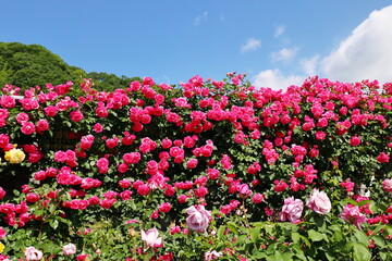薔薇園の濃ピンクのバラの生垣