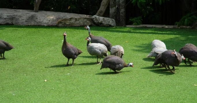 black Guinea fowl. Helmeted guinea fowls feeding on seeds and grass and insects on the gravel road. Agriculture, farming and free range animal husbandry concept.