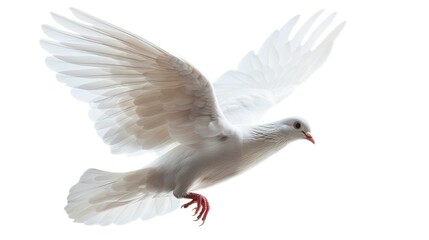 Fototapeta premium Beautiful white dove ascending against a pure white sky, emblem of peace and harmony