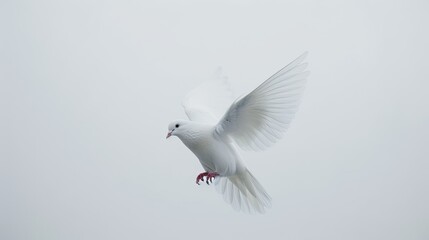 Fototapeta premium Beautiful white dove ascending against a pure white sky, emblem of peace and harmony