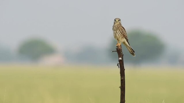 Full shot of Wild bird Common kestrel or european kestrel or Falco tinnunculus perched on branch in winter migration later flight leaving perch at tal chhapar blackbuck sanctuary rajasthan india asia