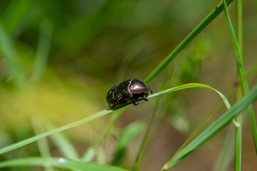 Shining rose beetle on grass