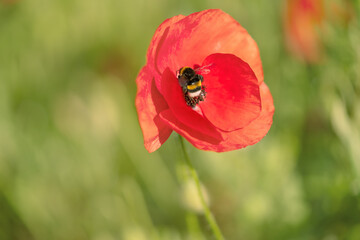 Roter Mohn mit Hummel