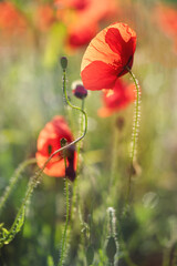Roter Mohn Detail
