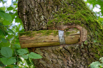 Part of a wooden fence has grown into a tree trunk