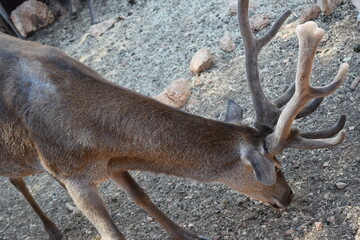 Animales, Ciervo, Águila, Cuervo, salvaje