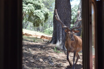 Animales, Ciervo, &Aacute;guila, Cuervo, salvaje