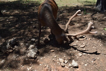 Animales, Ciervo, &Aacute;guila, Cuervo, salvaje