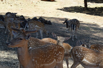 Animales, Ciervo, &Aacute;guila, Cuervo, salvaje