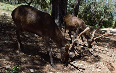Animales, Ciervo, Águila, Cuervo, salvaje