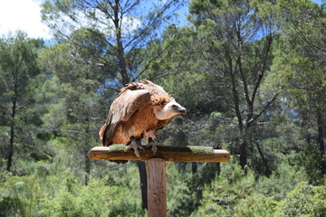 Animales, Ciervo, Águila, Cuervo, salvaje