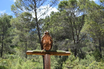 Animales, Ciervo, &Aacute;guila, Cuervo, salvaje