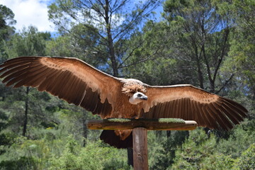 Animales, Ciervo, &Aacute;guila, Cuervo, salvaje