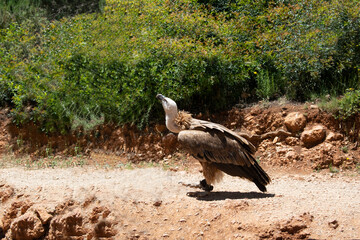Animales, Ciervo, Águila, Cuervo, salvaje