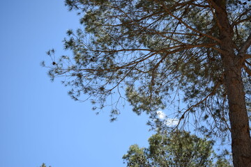 Árbol de la naturaleza