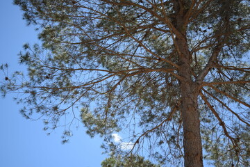 Árbol de la naturaleza