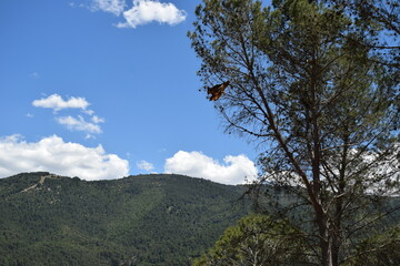 Animales, Ciervo, &Aacute;guila, Cuervo, salvaje