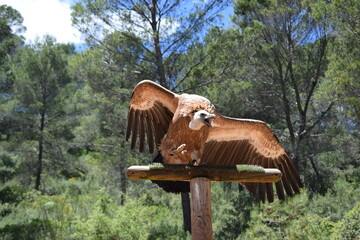 Animales, Ciervo, &Aacute;guila, Cuervo, salvaje