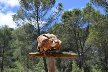 Animales, Ciervo, &Aacute;guila, Cuervo, salvaje